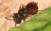 Sphecodes sp.